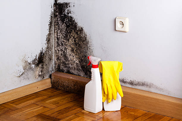 Professional Mold Remediation in Kouts, IN
