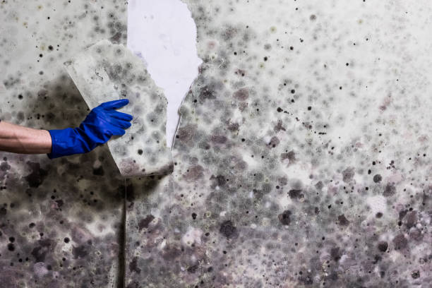 Best Bathroom Mold Remediation in Kouts, IN